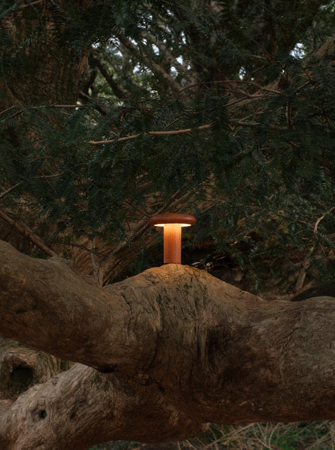 Baobab Lamp