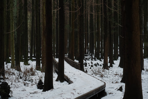 Winter Forest II